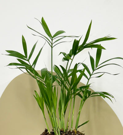 Mini Parlour Palm & Pot