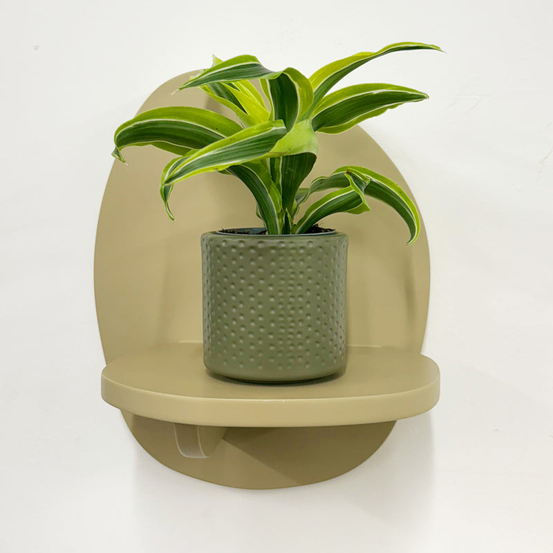 Mini Dracaena Lemon Surprise & Pot