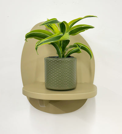 Mini Dragon Plant & Pot