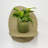 Mini Dracaena Lemon Surprise & Pot