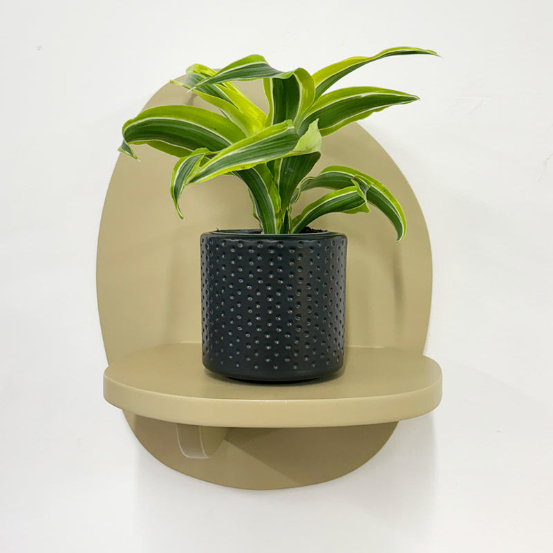 Mini Dracaena Lemon Surprise & Pot