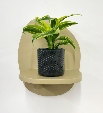 Mini Dragon Plant & Pot