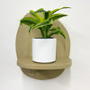 Mini Dracaena Lemon Surprise & Pot