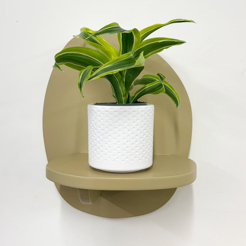Mini Dracaena Lemon Surprise & Pot