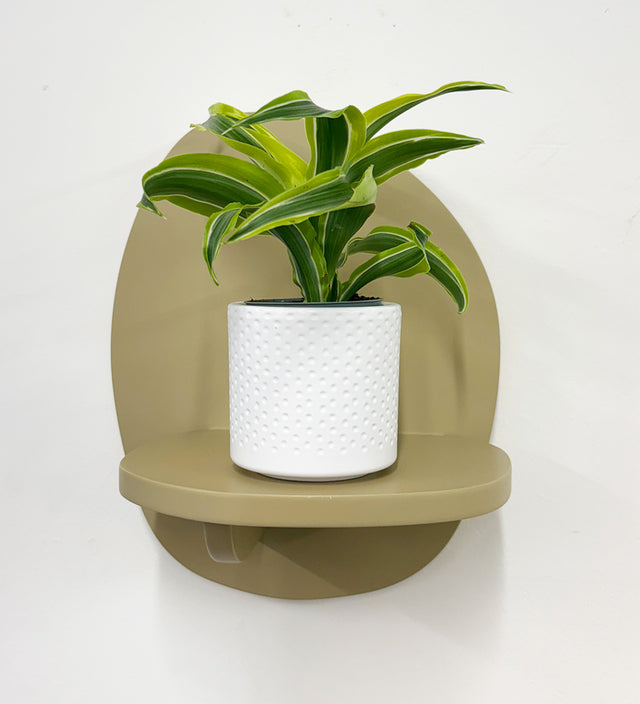 Mini Dragon Plant & Pot