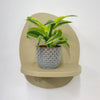 Mini Dracaena Lemon Surprise & Pot