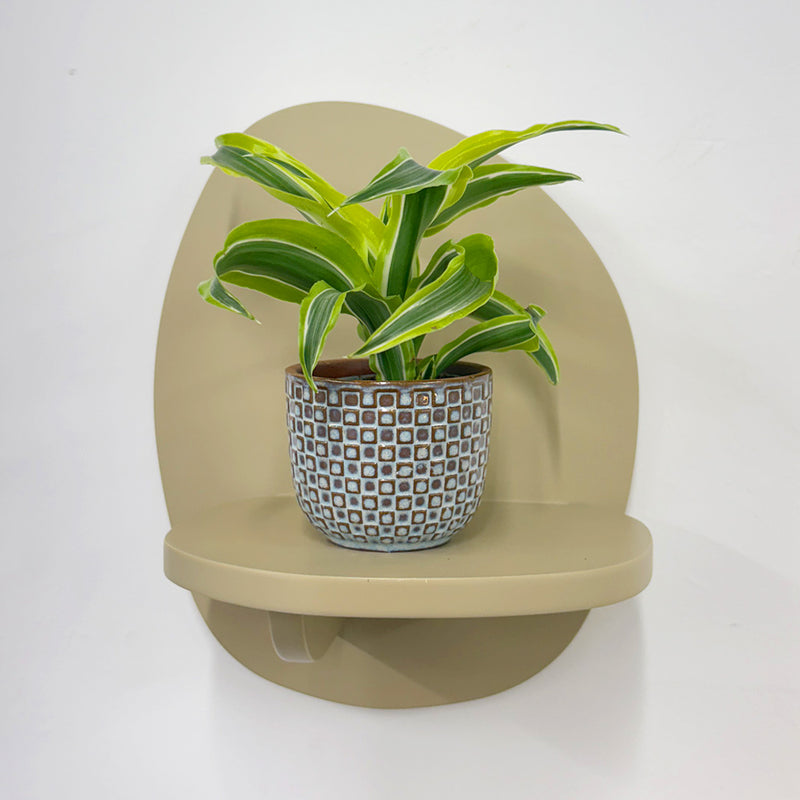 Mini Dracaena Lemon Surprise & Pot