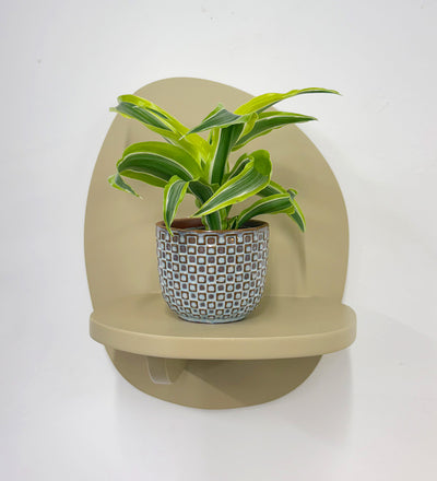 Mini Dragon Plant & Pot