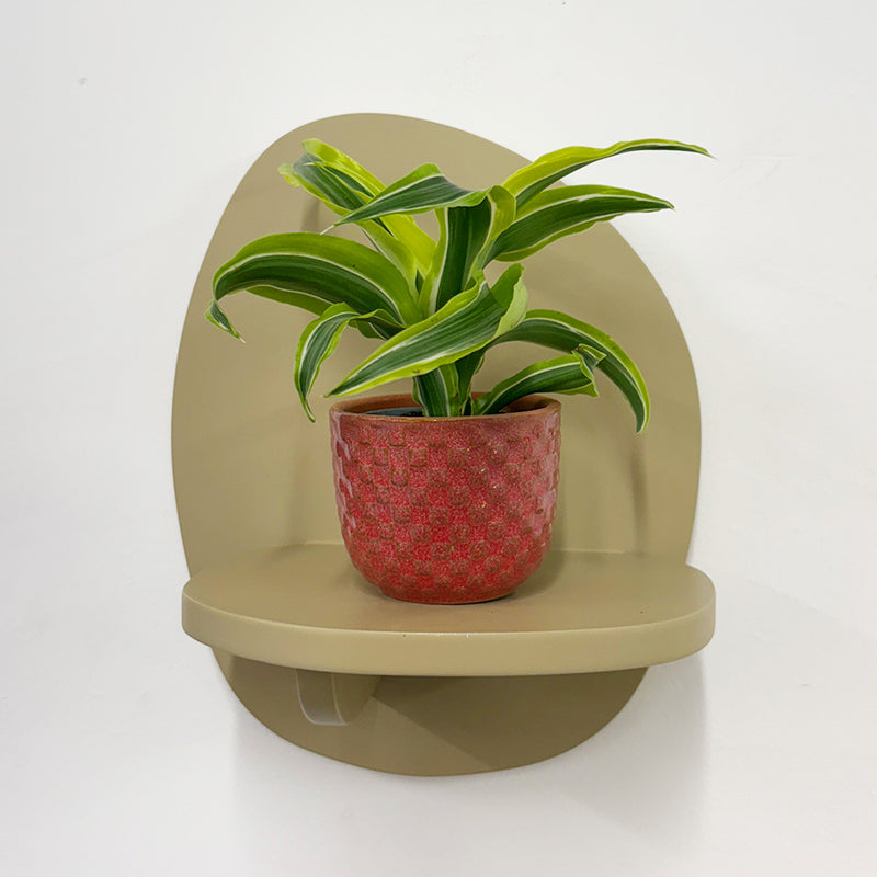 Mini Dracaena Lemon Surprise & Pot