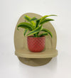Mini Dragon Plant & Pot