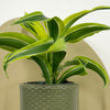 Mini Dracaena Lemon Surprise & Pot