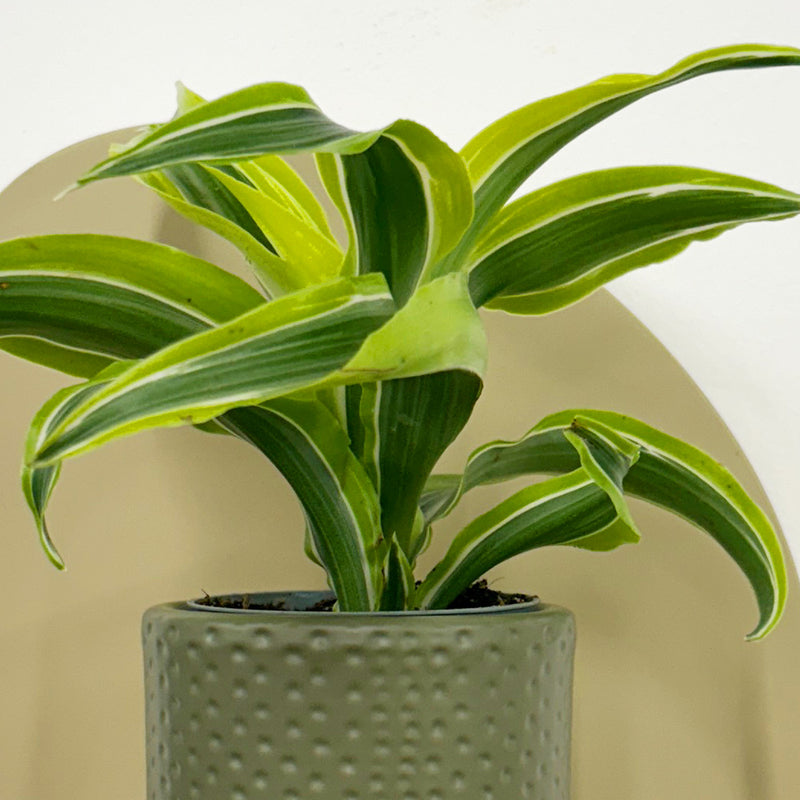Mini Dracaena Lemon Surprise & Pot