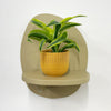 Mini Dracaena Lemon Surprise & Pot