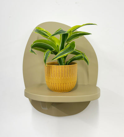 Mini Dragon Plant & Pot