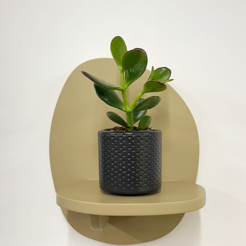 Mini Jade Plant & Pot