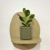 Mini Jade Plant & Pot