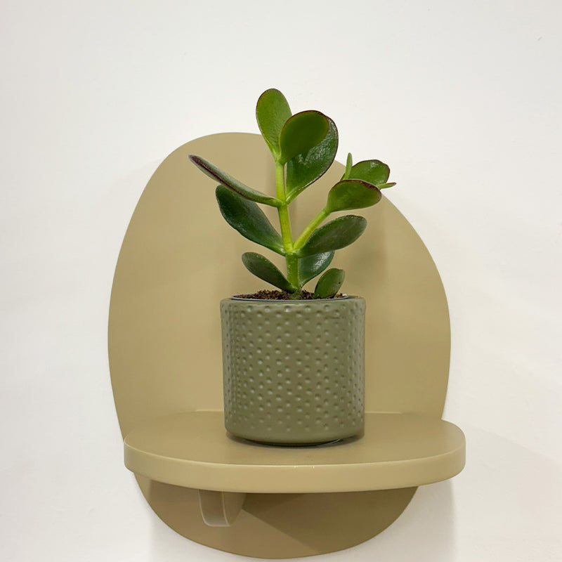 Mini Jade Plant & Pot