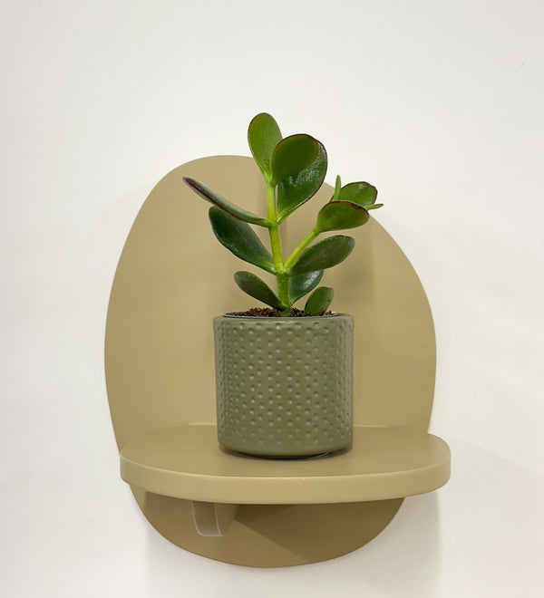 Mini Jade Plant & Pot