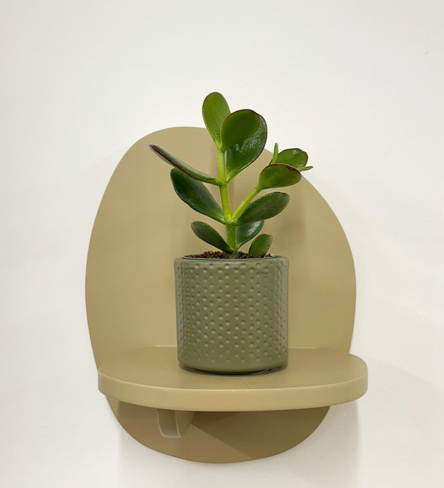 Mini Jade Plant & Pot