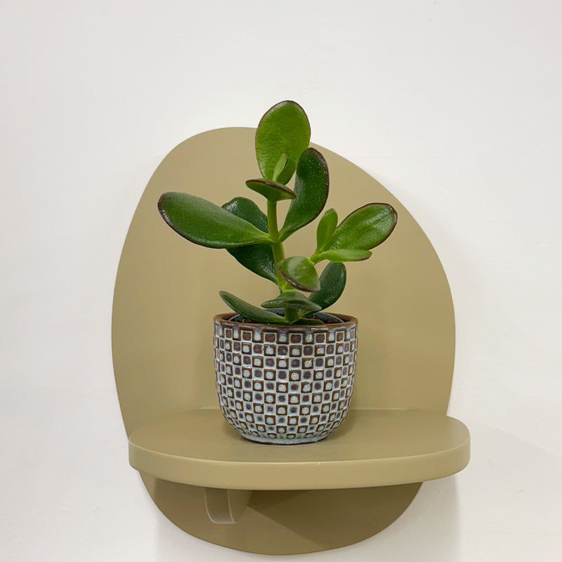 Mini Jade Plant & Pot