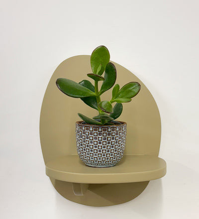 Mini Jade Plant & Pot