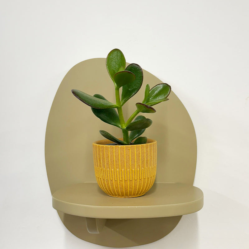 Mini Jade Plant & Pot