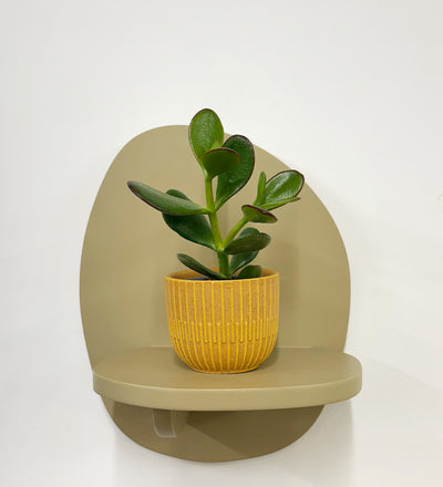 Mini Jade Plant & Pot