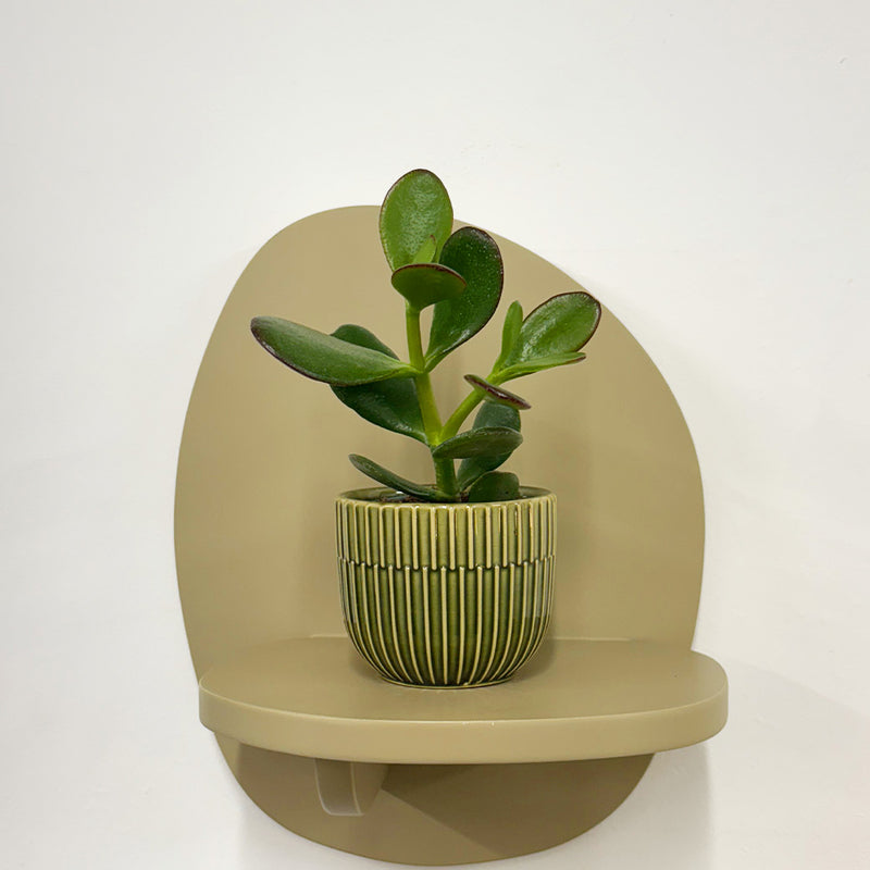 Mini Jade Plant & Pot