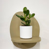 Mini Jade Plant & Pot