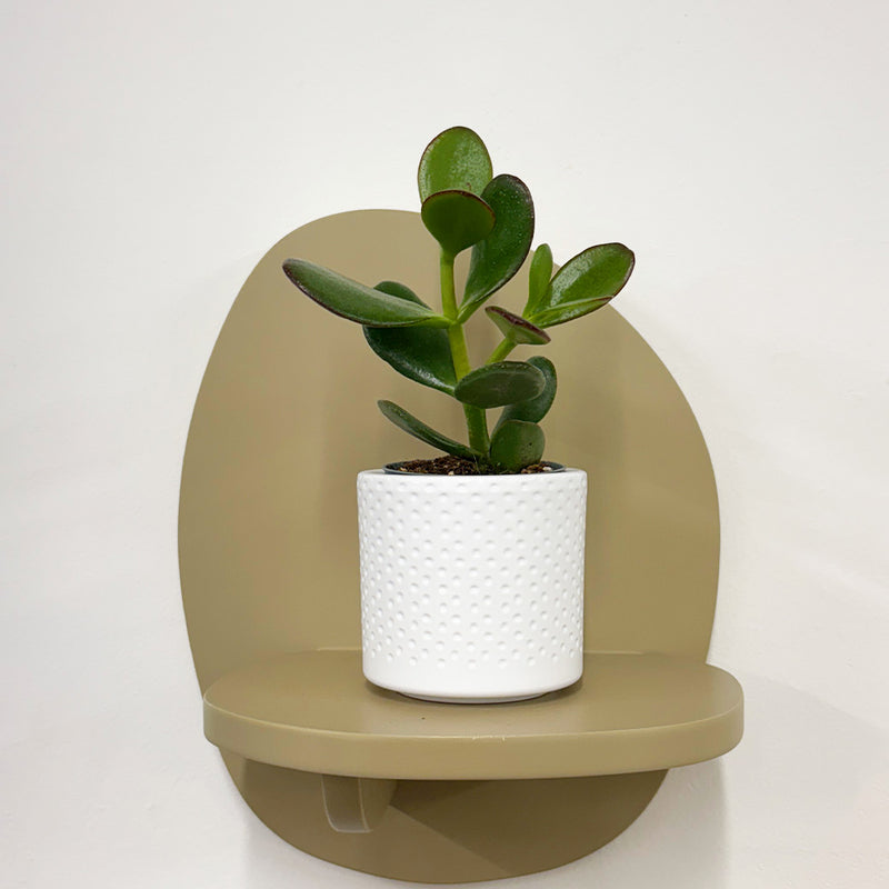Mini Jade Plant & Pot
