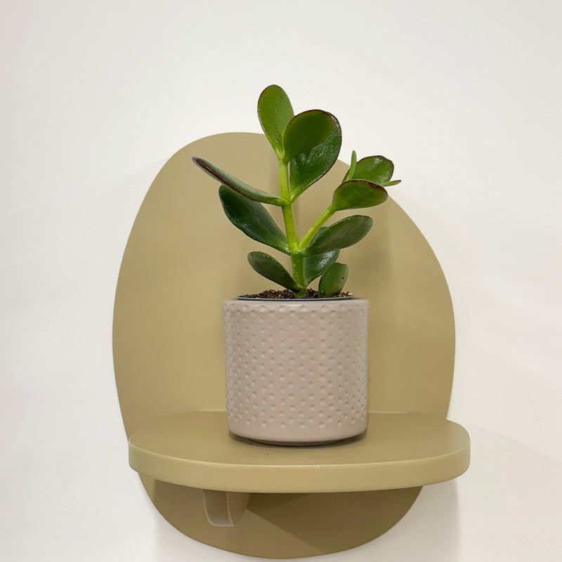 Mini Jade Plant & Pot