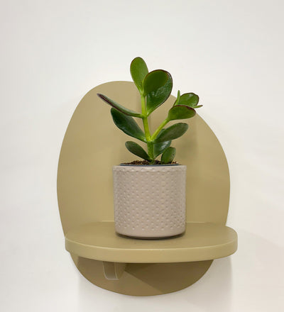 Mini Jade Plant & Pot