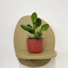 Mini Jade Plant & Pot