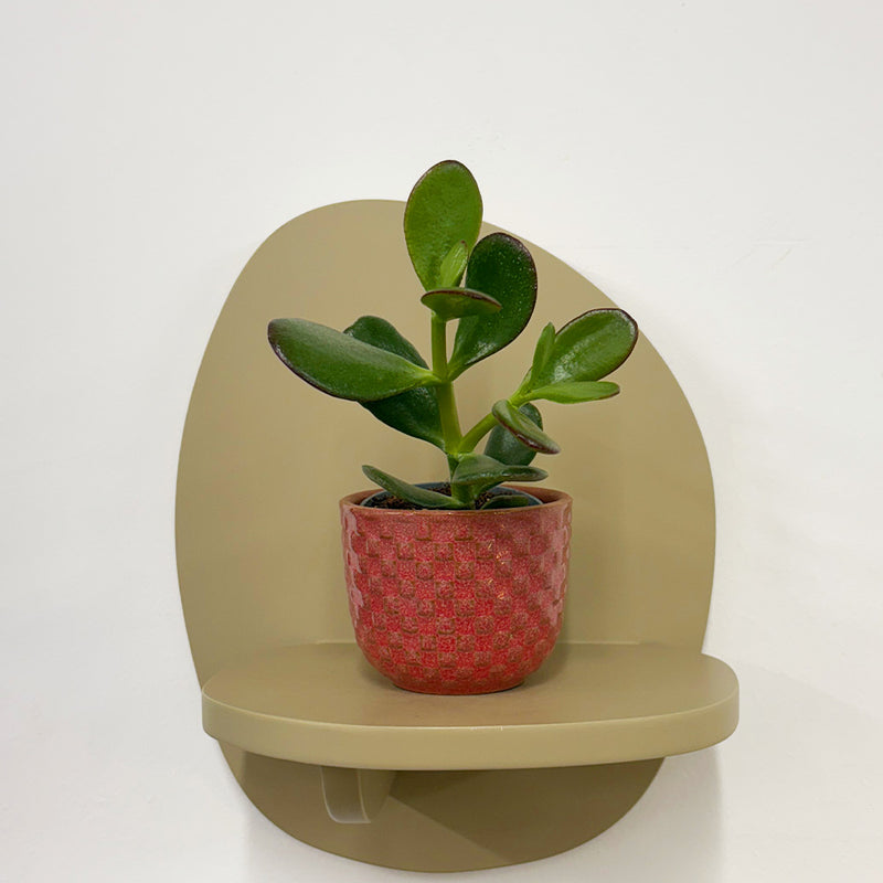 Mini Jade Plant & Pot