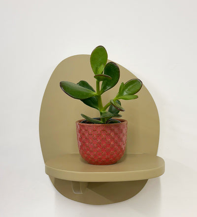 Mini Jade Plant & Pot