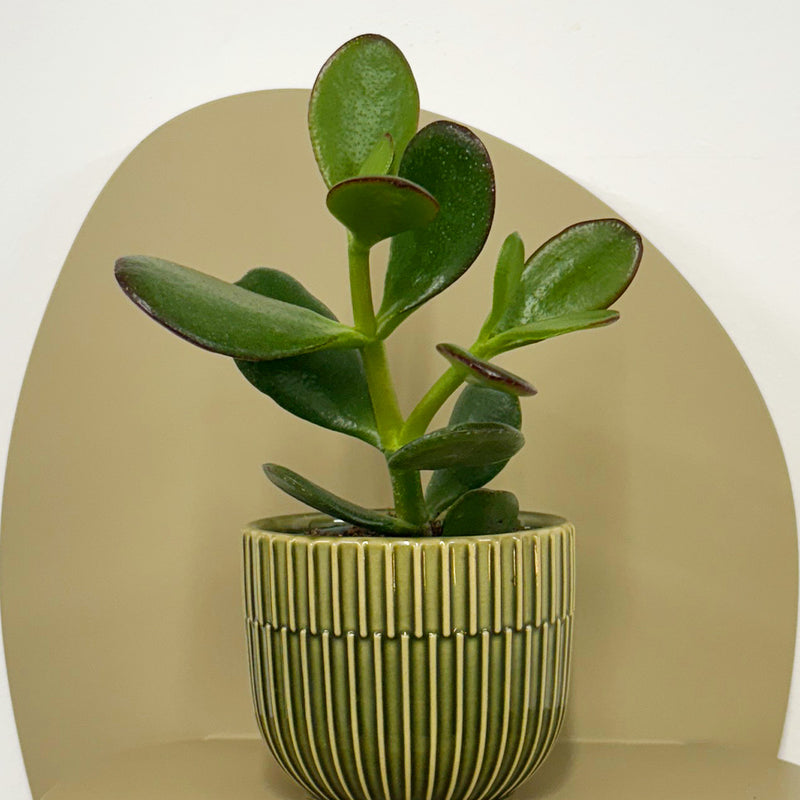 Mini Jade Plant & Pot
