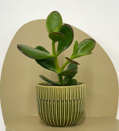 Mini Jade Plant & Pot