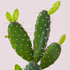 Cacti & Pot