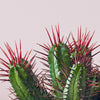 Cacti & Pot