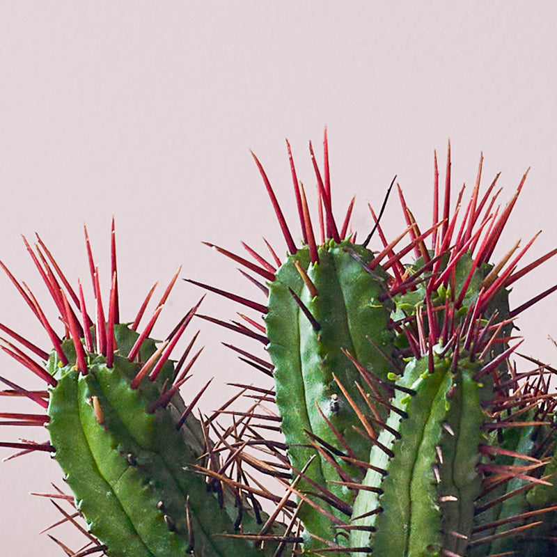 Cacti & Pot
