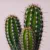 Cacti & Pot