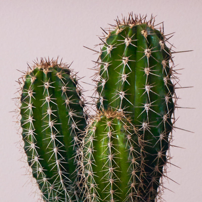 Cacti & Pot
