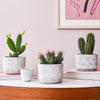 Cacti & Pot