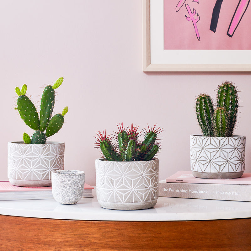 Cacti & Pot