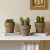 Cacti & Pot