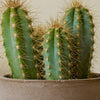 Cacti & Pot