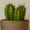Cacti & Pot