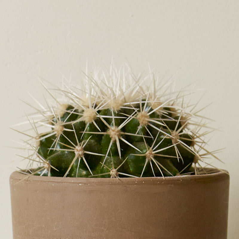 Cacti & Pot