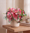 Caladium Rose