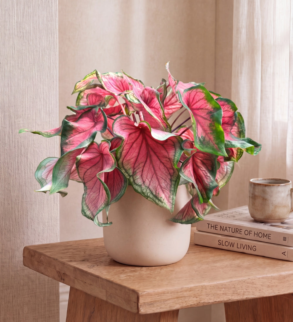 Caladium Rose